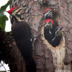 Reproduction - Pileated WoodpeckerResource